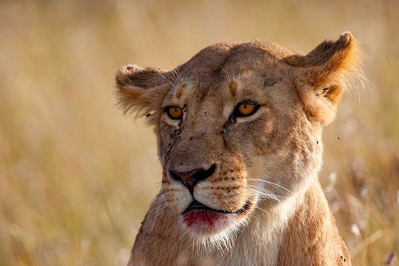 Löwin mit Blut von Peter Michel