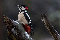 Buntspecht in Winterstimmung