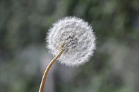 Gros plan, pissenlit