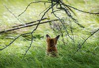 Fuchs von hinten gesehen