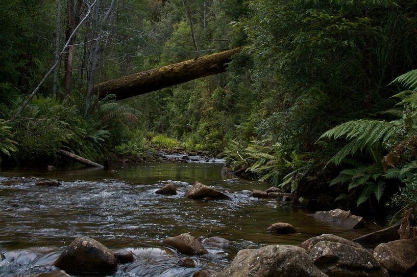 Stroompje in the regenwoud von Arne Hendriks