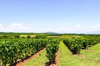 Landscape with vines and blue sky with clouds