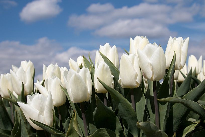 Witte tulpen tulp par W J Kok