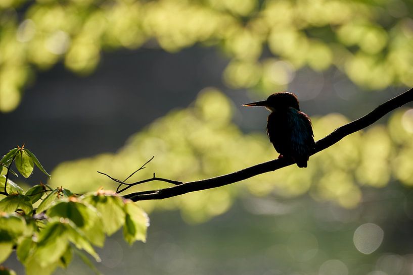 Eisvogel von Eisvogel.land - Corné van Oosterhout