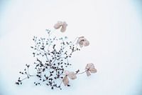 Hortensie im Schnee 2