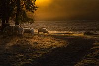 Schapen in de ochtendmist