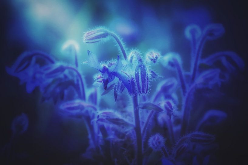 Erstes Licht von Maickel Dedeken