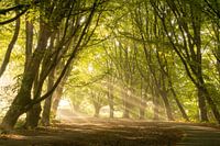 Harfe des Lichts Amsterdamse Bos