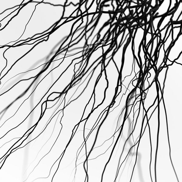 Schwarze Venen von Jörg Hausmann