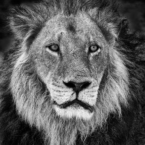 Porträt eines Löwen im Schwarz-Weiß von Chris Stenger