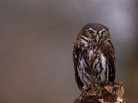 look inside your soul