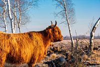 Hochlandrind im Donaumoos