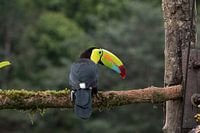 Toucan Bill in Costa Rica