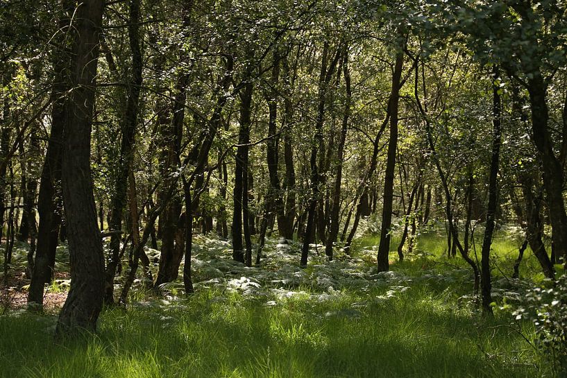 Silhouettes in a forest by Ewan Mol