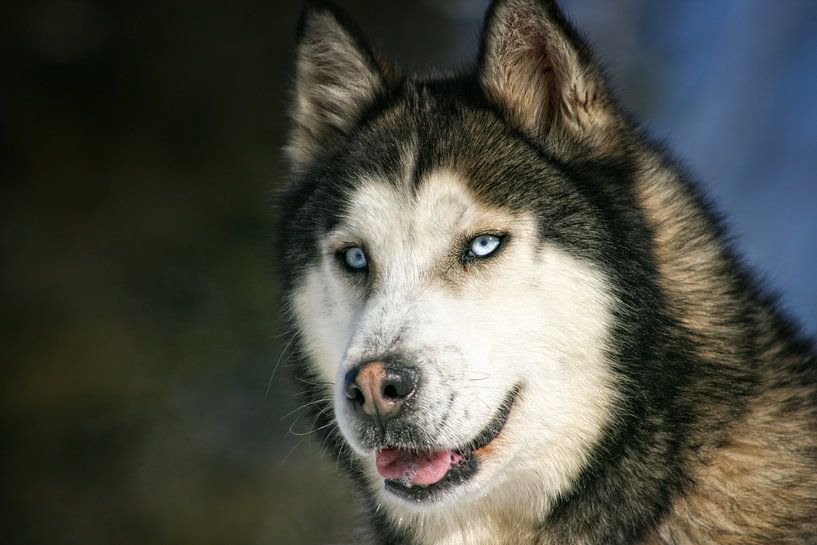 Chien Husky par Renald Bourque