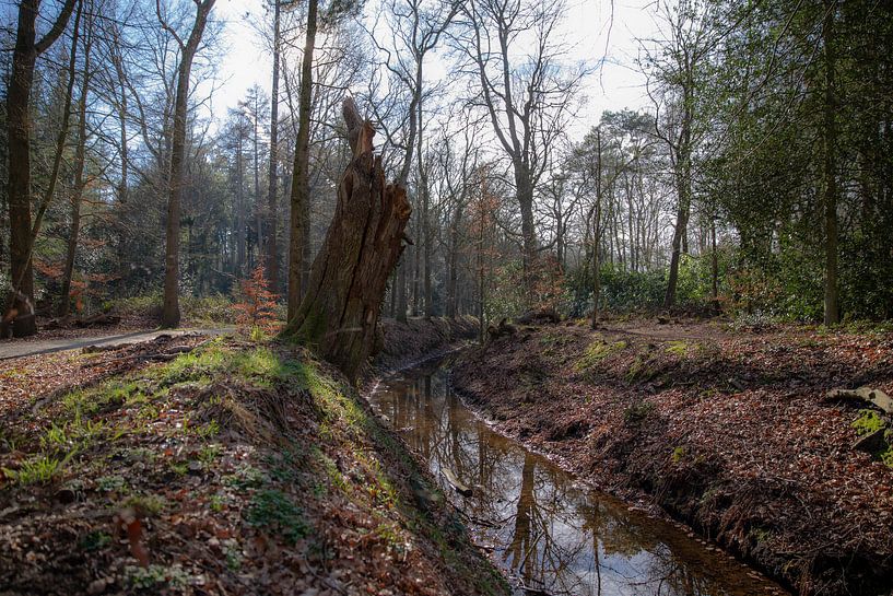 Bächlein im Wald bei Eelde-Paterswolde von Sander de Jong