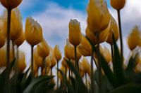 Sous le ciel bleu hollandais
