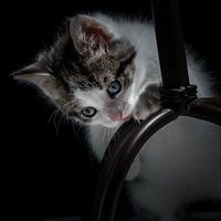 Ensor die Katze spielt Verstecken : PIEP !