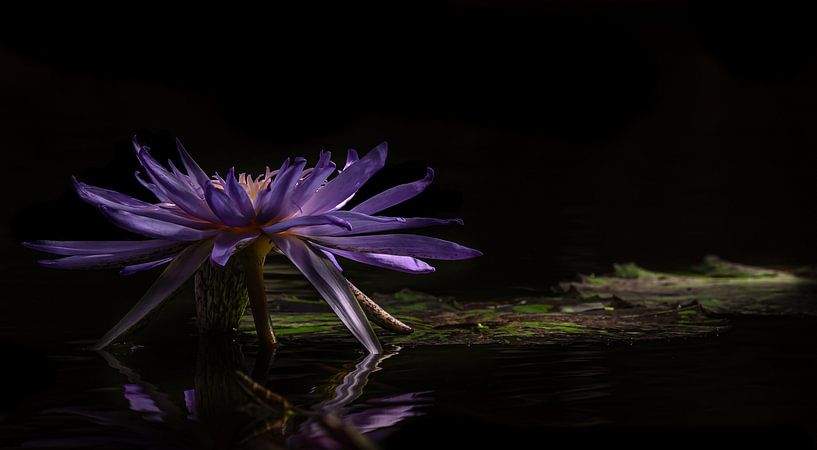 Wasserlilie von Hennie Zeij