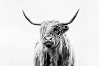 portrait of a highland cow