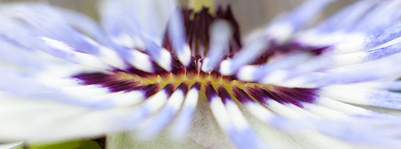 Passionsblume von Maarten Krabbendam