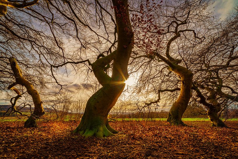 L'allée de hêtres Süntel unique en son genre dans le parc thermal de Bad Nenndorf par Horst Husheer