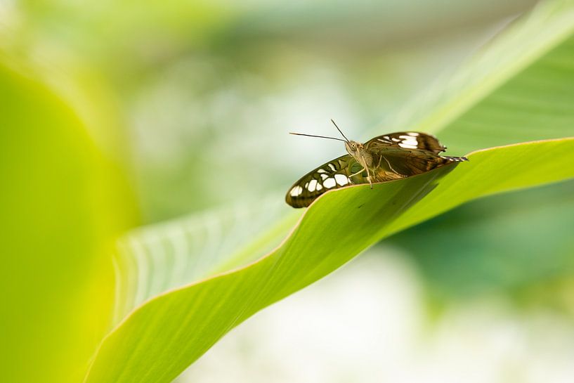Tropische vlinder by Marijke van Eijkeren