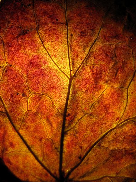 Vurige herfst par Vectorific Design