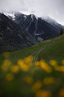 Die Schweiz - eine Straße zwischen Blumen und Bergen