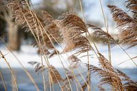 Reeds in a snowy landscape