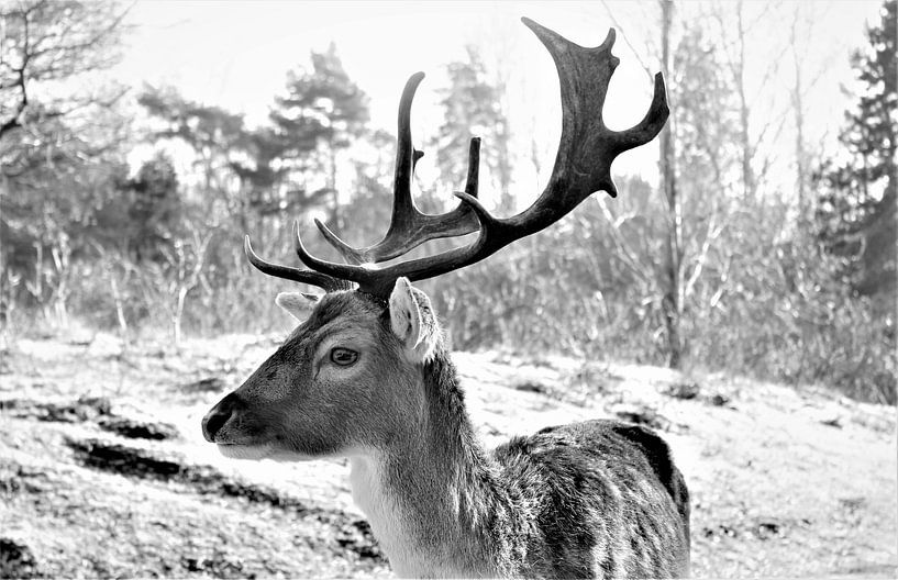 Damhert  von Michelle Raven