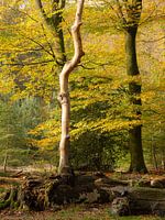 Lebenszyklus eines Baumes