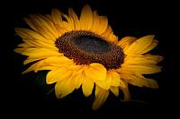 Sonnenblume in Blüte.