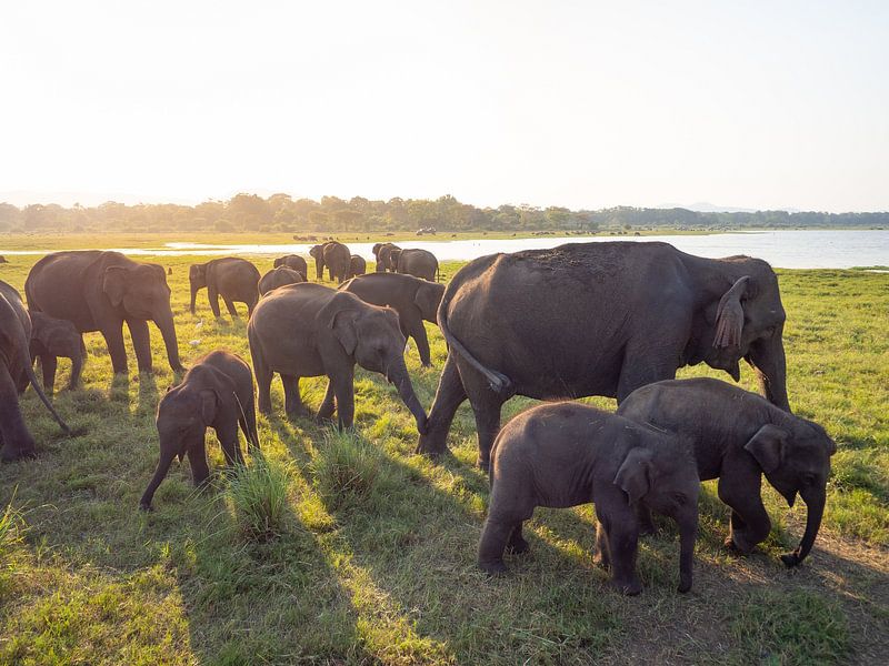 Elefantengruppe bei Sonnenuntergang im Kaudulla-Nationalpark, nahe Sigiriya | Reisefotografie Sri La von Teun Janssen