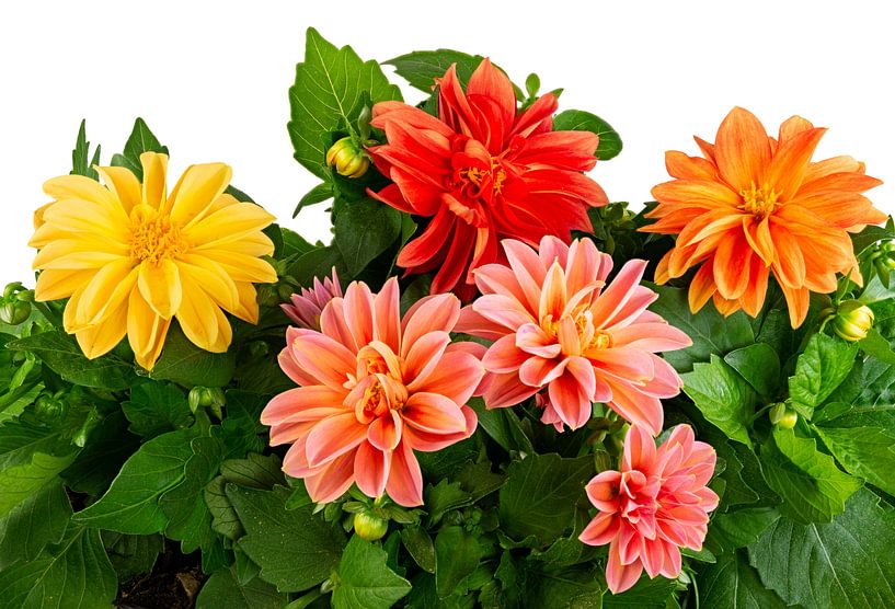 Dahlien Blüten auf weißem Hintergrund von ManfredFotos