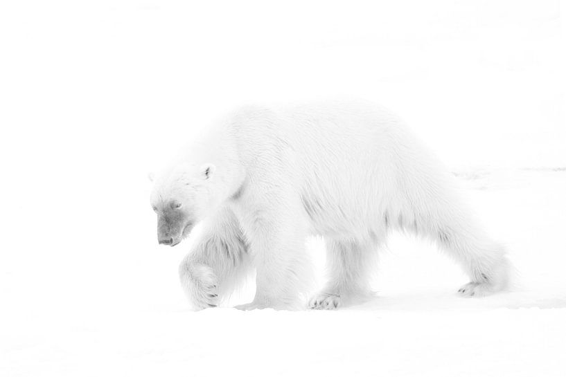 KING von Ria de Heij