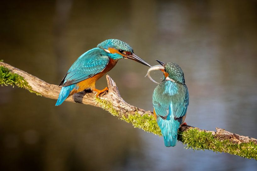 Couple de martin-pêcheurs par Jim De Sitter