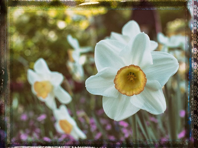 Yellow white daffodil by Jo Beerens