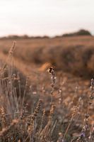 Abeille sur une fleur de lavande