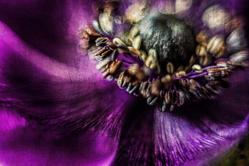 Anemone detail by Petra Dreiling-Schewe
