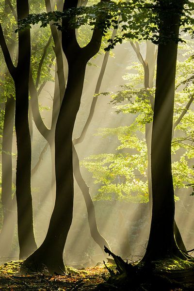 &quot;The Dreamy Giants&quot; by Chris Biesheuvel I  Dream Scapes