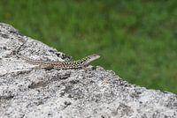 Ruineneidechse (Podarcis siculus) in Süditalien