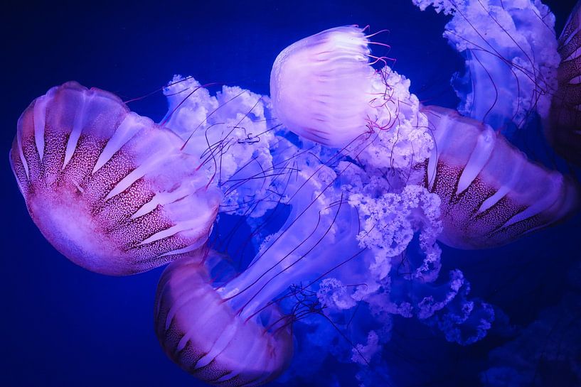 Méduses colorées par Danny Brandsma