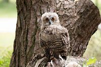 (Uil) Uilskuiken op boomstronk