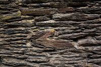 Alte Schieferwand mit einer kleinen Pflanze