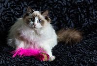 Seal bicolour Ragdoll kitten