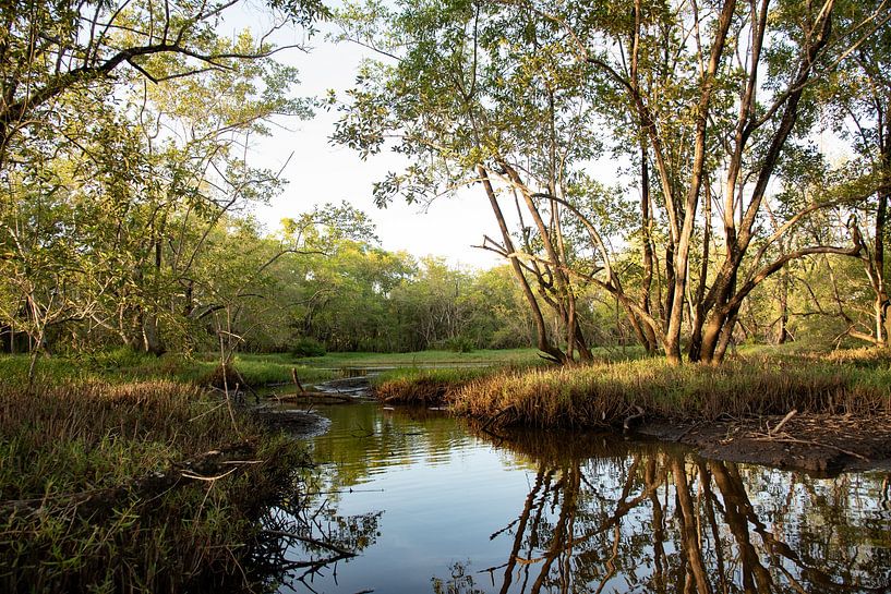 Bigi Pan Surinam von Lex van Doorn
