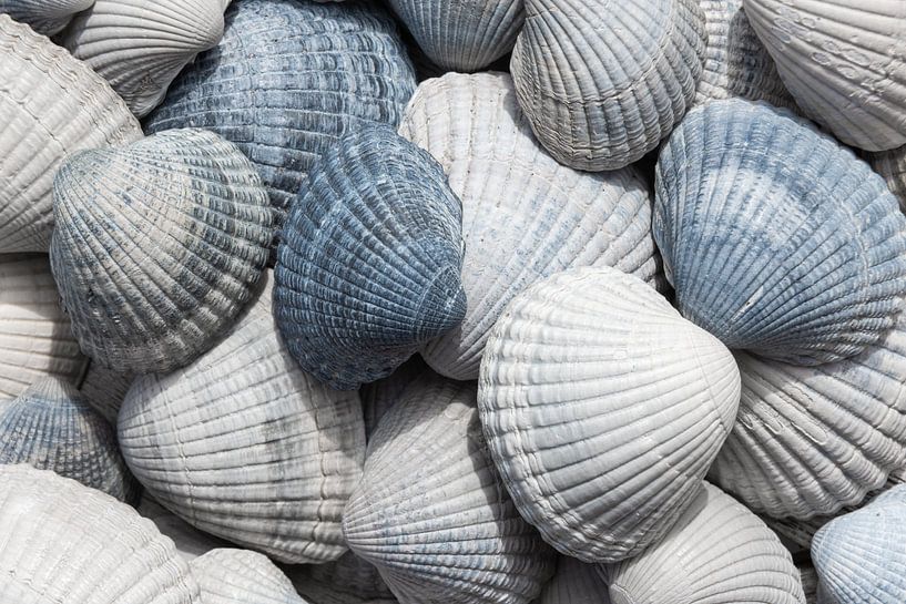 Muscheln weiß, grau und blau von Marjolijn van den Berg