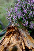 Blooming heather