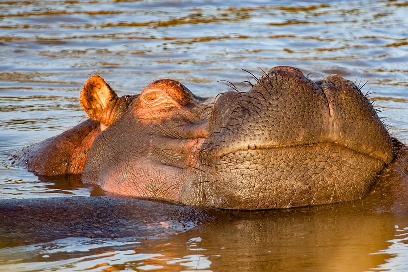 Nilpferdkopf von Peter Michel